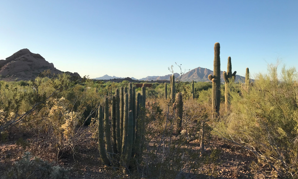 フェニックスの気候とベストシーズン