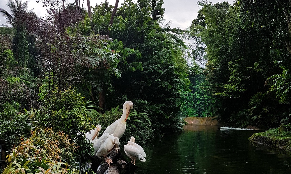 シンガポール観光地で有名な場所 マンダイ ワイルドライフ リザーブエリア!