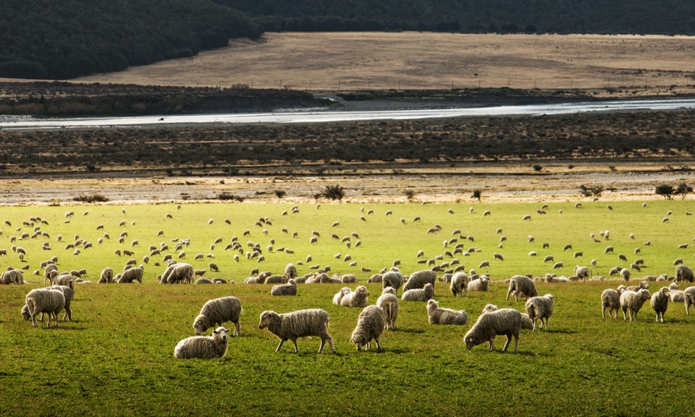 セントラル・オコダ