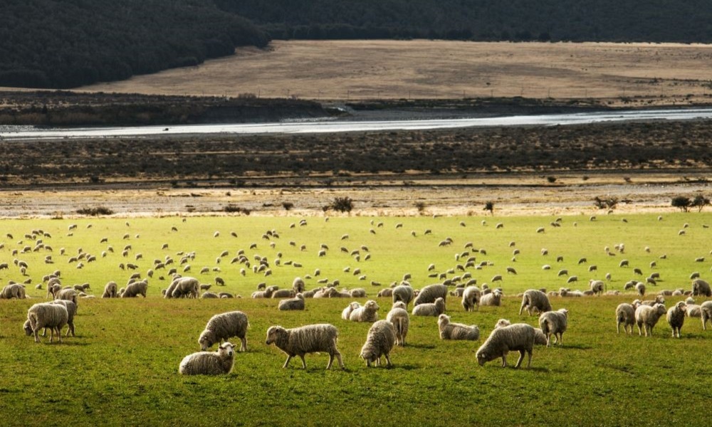 ニュージーランドの天気・気温・服装を大解説【ニュージーランド旅行のベストシーズンは?】